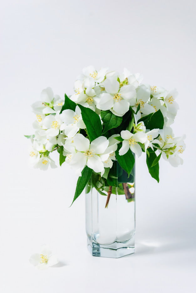 Ý nghĩa của hoa nhài màu trắng với nét đáng yêu và ngây thơ
