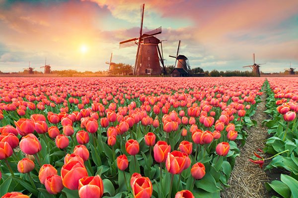 ý nghĩa hoa tulip qua vẻ đẹp