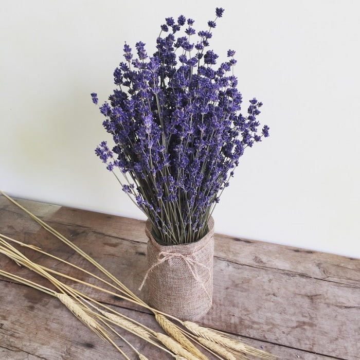 Biểu tượng ý nghĩa hoa lavender