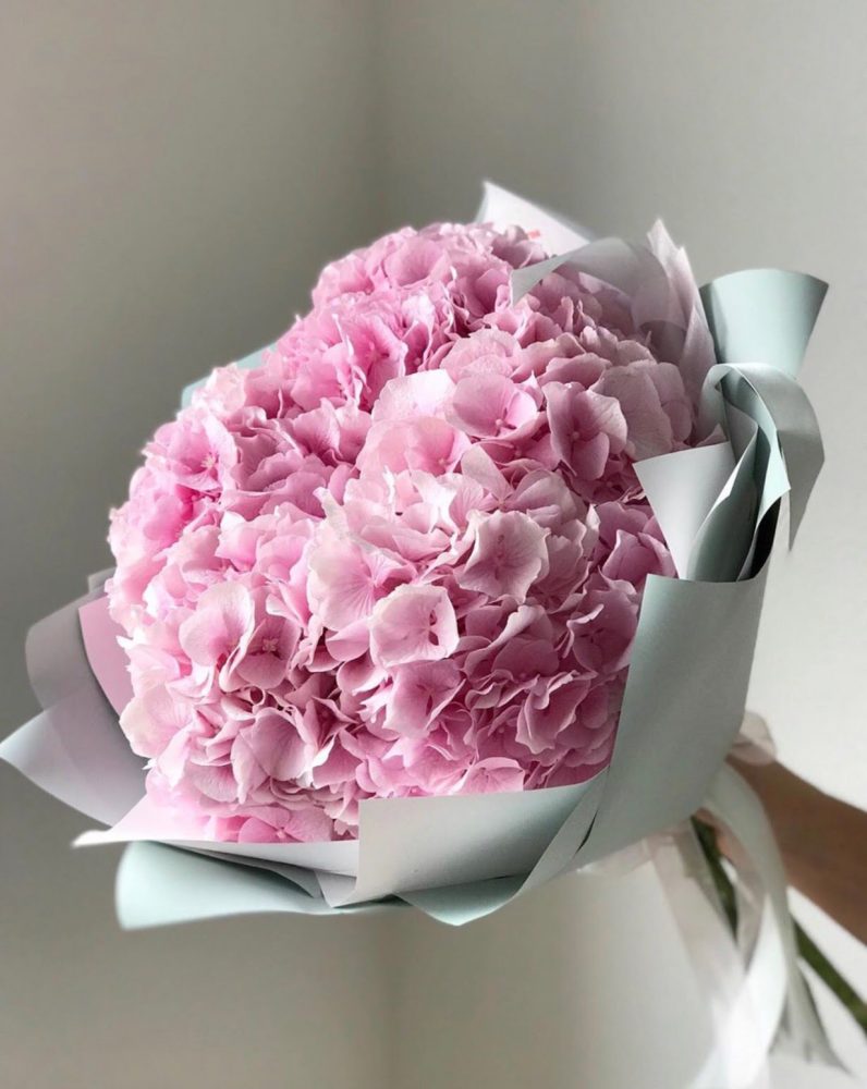Hoa cẩm tú cầu