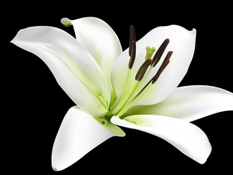 Tác dụng của hoa huệ trắng trong thẩm mỹ
