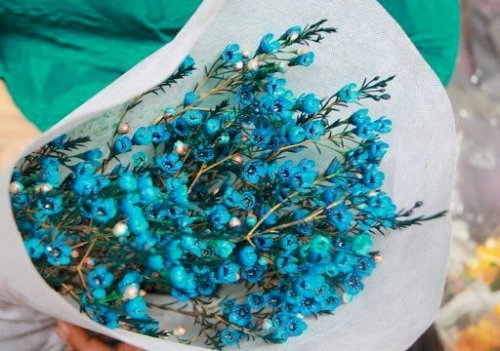 Hoa thanh cúc xanh dương  