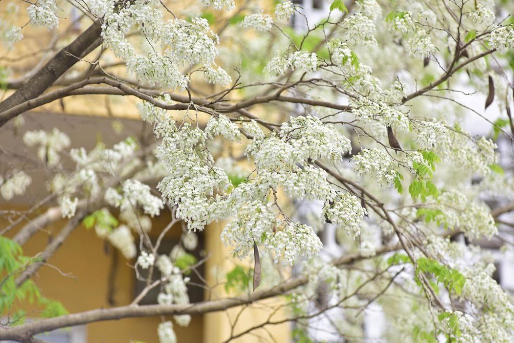 Sưa hoa trắng thường mọc rủ xuống thành từng chùm