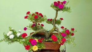 hoa mười giờ bonsai để bàn