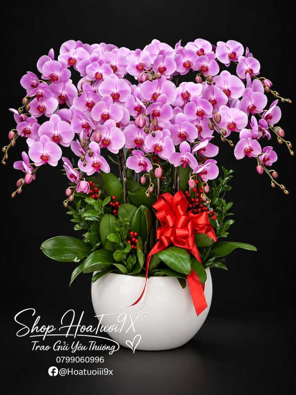 Hồng Phúc Mãn Đường M153