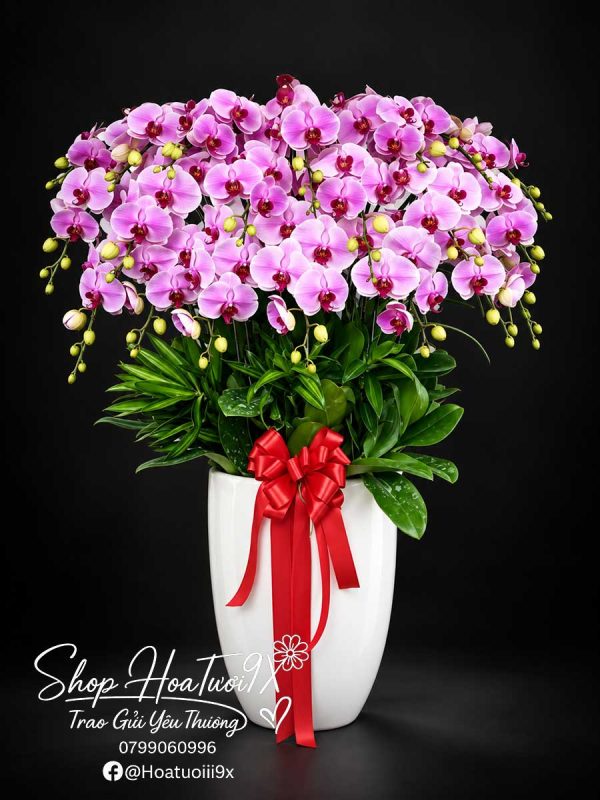 Hoàng Yến Dáng Xuân M155