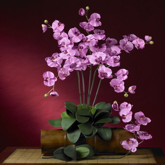 Ghép chậu hoa lan hồ điệp 12 cây 3 màu đẹp nhất