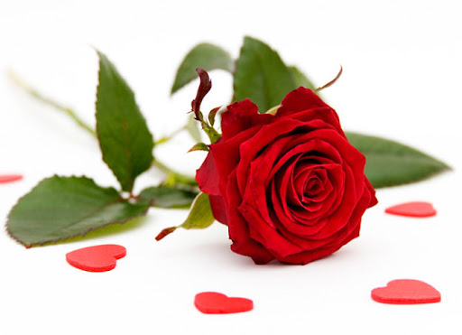Ý nghĩa lẵng hoa hồng đỏ 1 bông