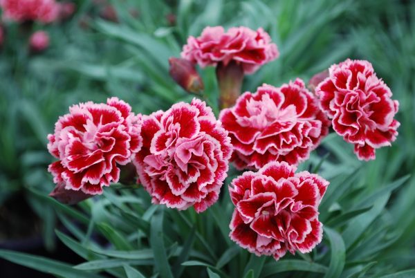 Hoa cẩm chướng để bàn thờ có được không?