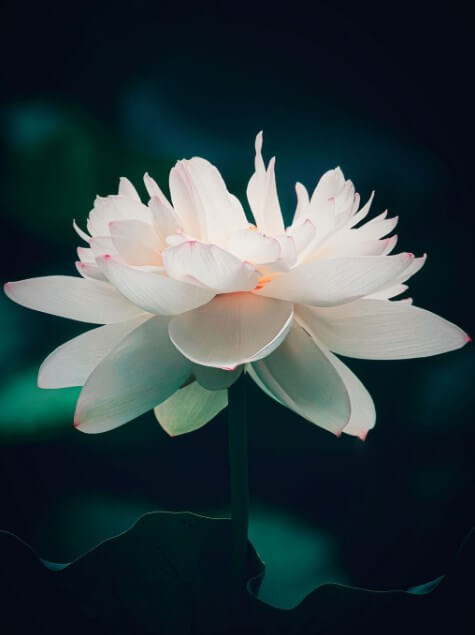 Entdecken Sie mehr als 94 erstaunlichste schwarz-weiße Lotustapeten von Thdonghoadian