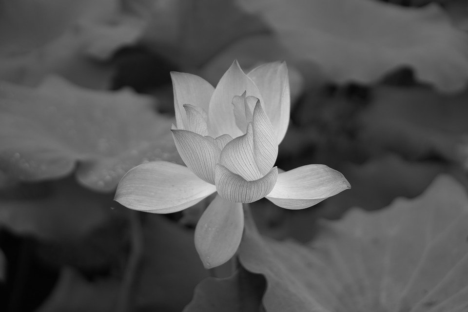 hình nền hoa trắng đen