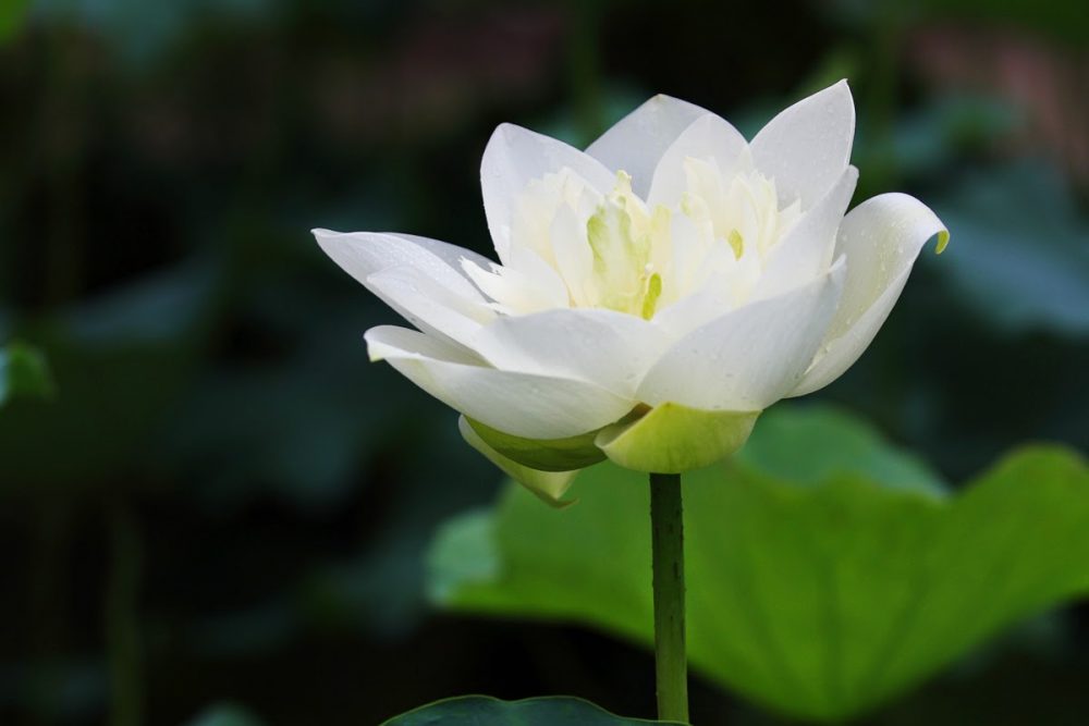 ý nghĩa bình dị mà bạn nên biết về hoa sen trắng
