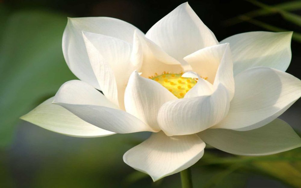vài thông điệp cần biết khi sử dụng hoa sen trắng đám tang