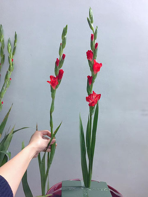 Cách cắm hoa huệ đỏ và hoa cúc vàng đẹp nhất